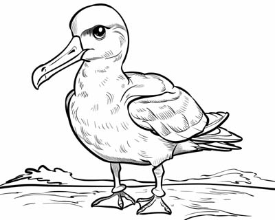 albatross flying coloring page