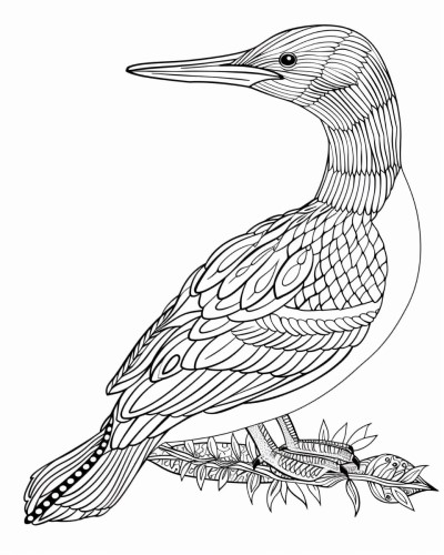 adult coloring page of a loon