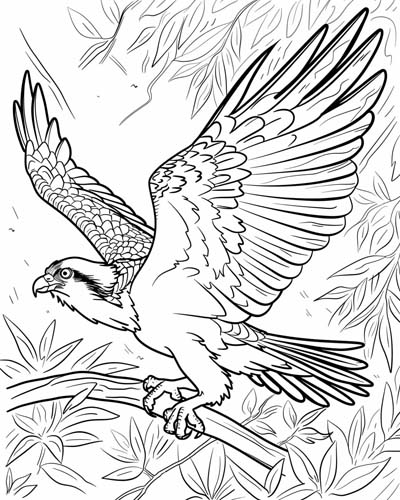 coloring page of an osprey flying