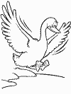 birds coloring book pages