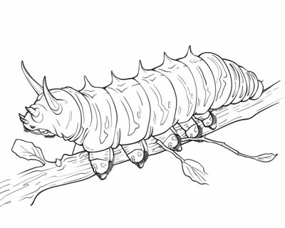 realistic caterpillar coloring page
