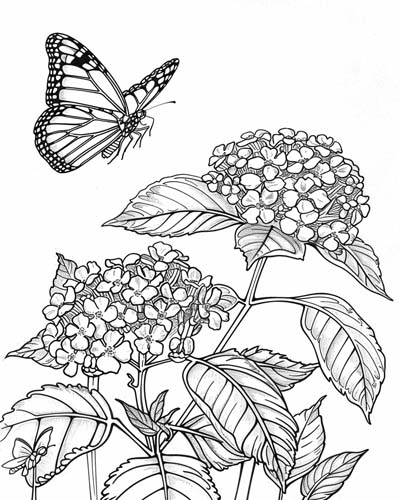butterfly and lantana coloring page