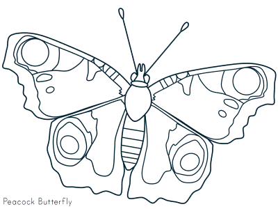 peacock butterfly coloring page