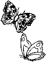 butterfly coloring book pages