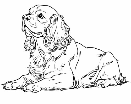 simple English Springer Spaniel coloring page