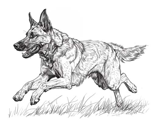 Dutch shepherd coloring page