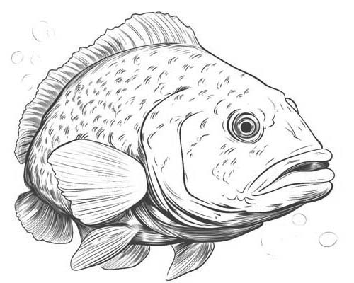 Grouper coloring page