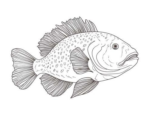 Grouper coloring page