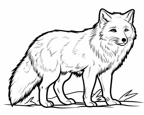 coloring page of an arctic fox