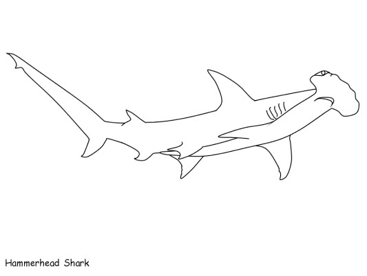 hammerhead shark coloring page