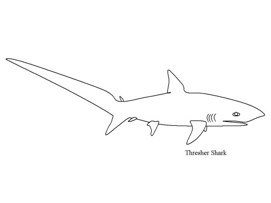 thresher shark coloring page