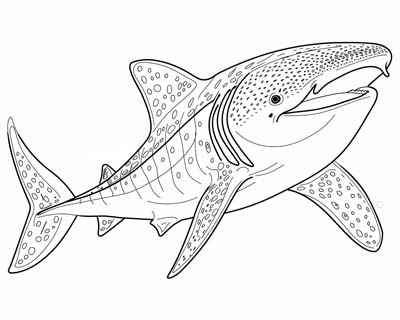 coloring page of a whale shark