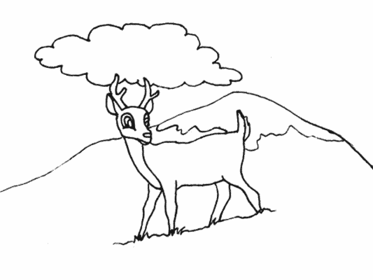 animal coloring pages