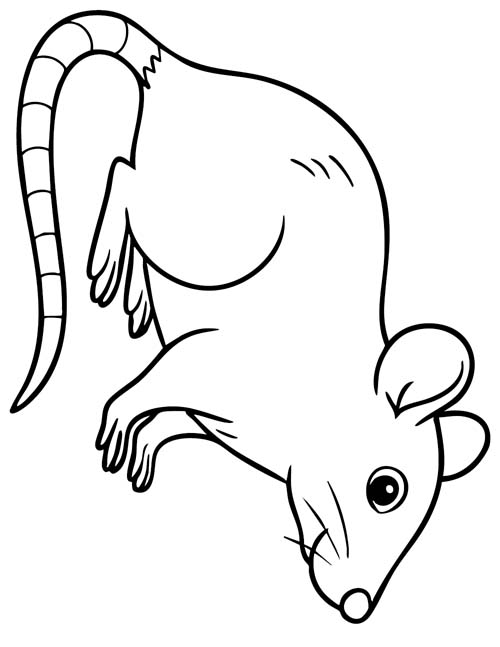 simple coloring page of a realistic rat