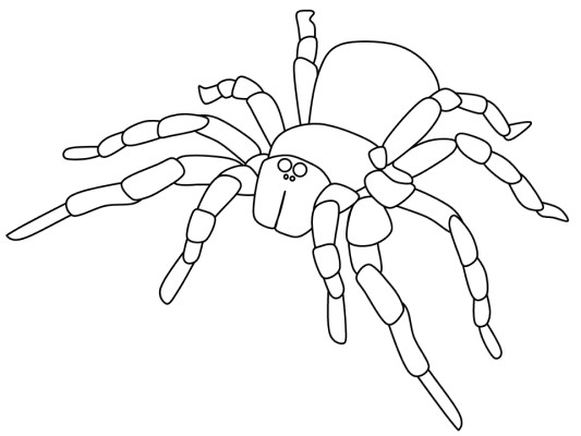 tarantula coloring page