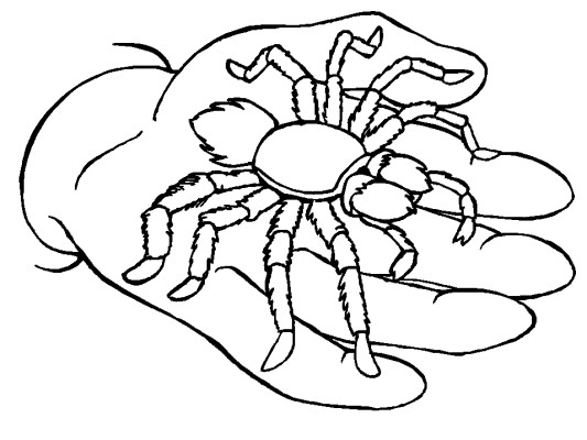 tarantula coloring page