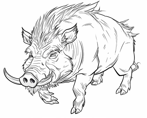 coloring page of a wild boar
