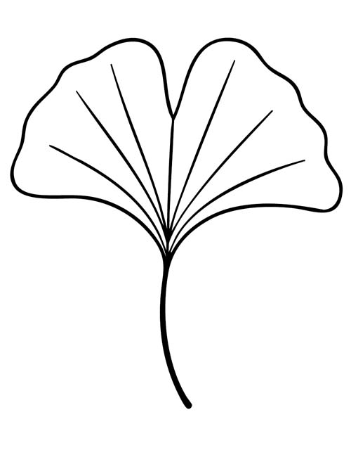 simple ginkgo leaf coloring page