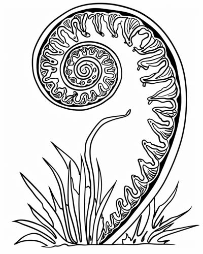 spiral fiddlehead fern shape coloring page