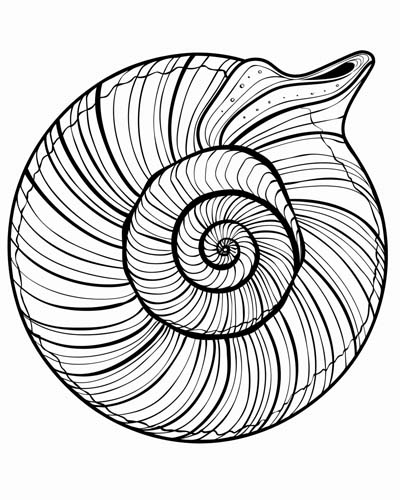 seashell coloring page