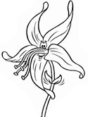flowers coloring page