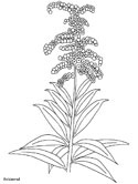 flowers coloring page