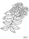 flowers coloring page