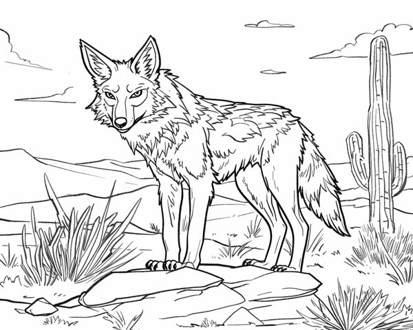 Native American folklore coloring page of coyote in the desert