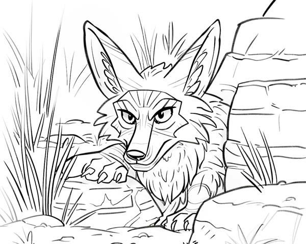 Native American folklore coloring page of curious coyote