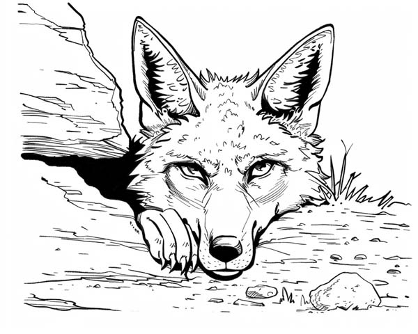 coloring page of a coyote resting