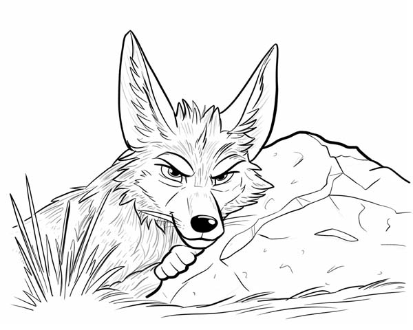 Native American folklore coloring page of coyote hiding behind a rock