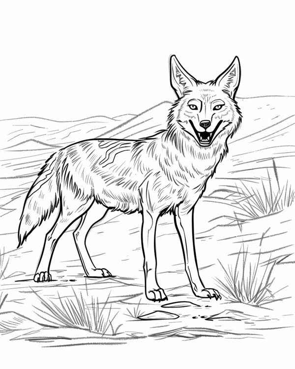 Native American folklore coloring page of coyote laughing