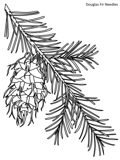 douglas fir needles coloring page