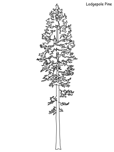 lodgepole pine coloring page