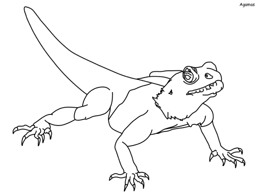 agamas coloring page