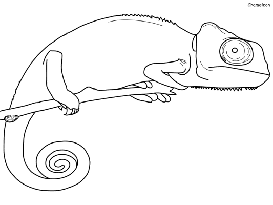 chameleon coloring page