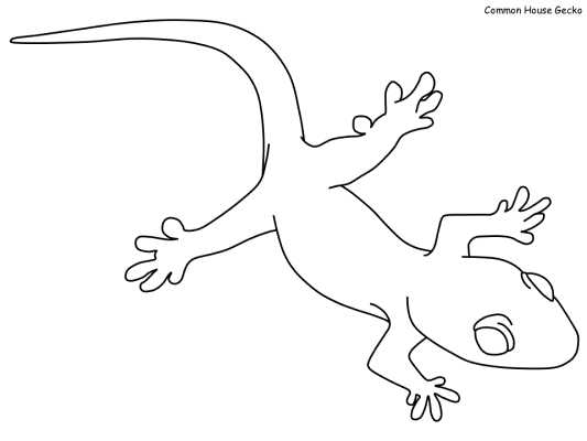 common house gecko coloring page