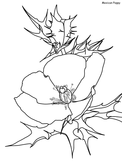 mexican poppy coloring page