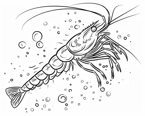 antarctic fur seal coloring page