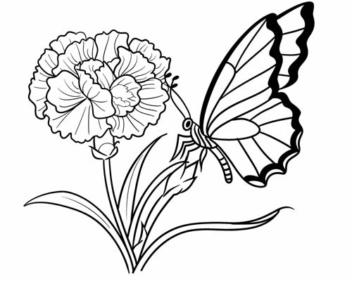 coloring page of a butterfly and a carnation