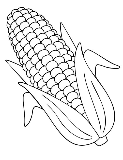 simple corn cob coloring page