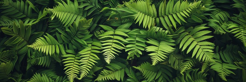 photo of green ferns