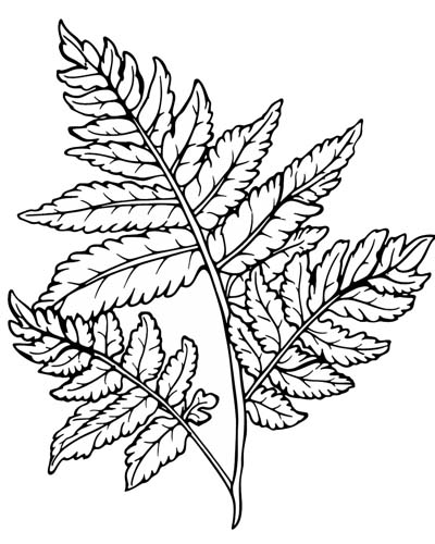 coloring page of a fern