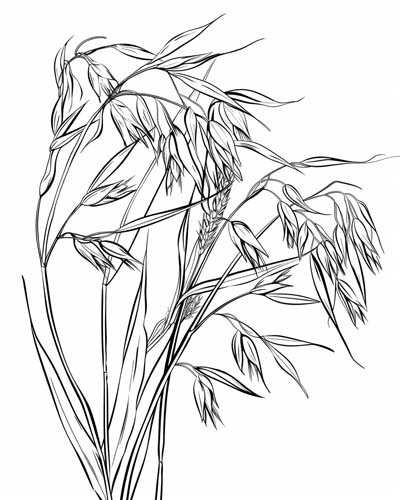 oats coloring pages