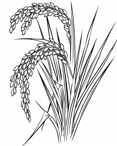 rice coloring pages
