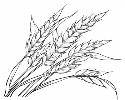 coloring page of wheat