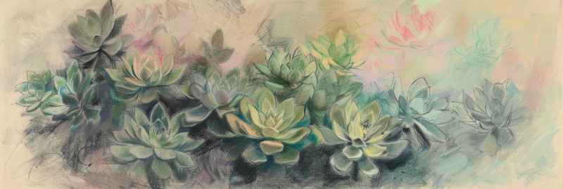 pencil crayon sketch of succulents