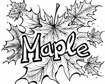 labeled coloring page of a maple leaf