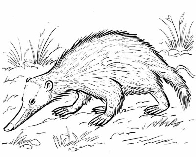realistic anteater coloring page