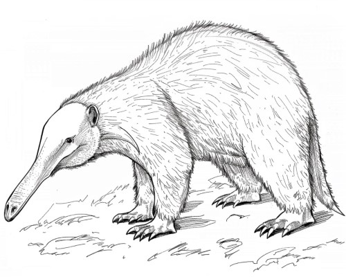 realistic anteater coloring page